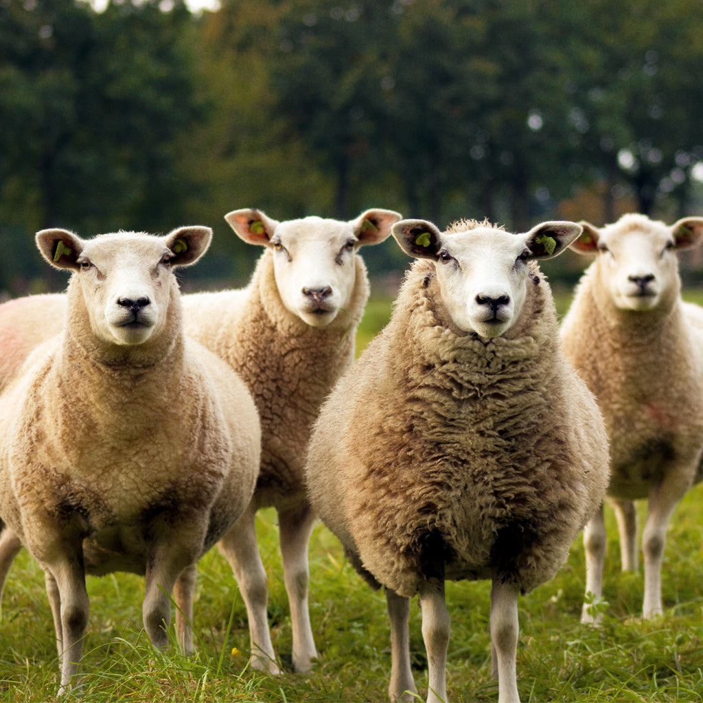 Four curious sheep in a green Tennessee pasture on the Austins’ family farm—Graphic Spaces ‘Meet the Austins’ photo.